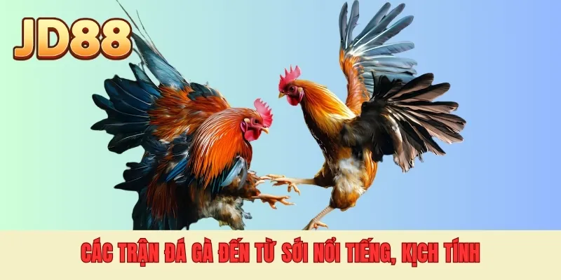 Các trận đá gà đến từ sới nổi tiếng, kịch tính